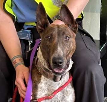 Photo of Rocco