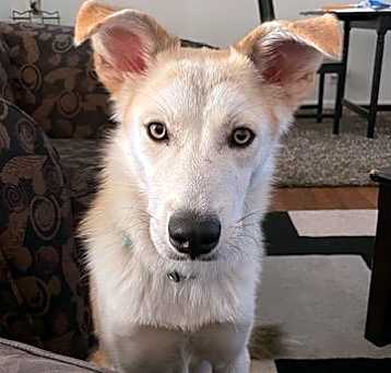 Photo of ODIE