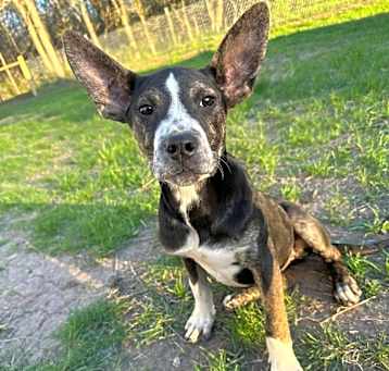 Photo of Dutchess