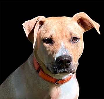 Photo of Butch