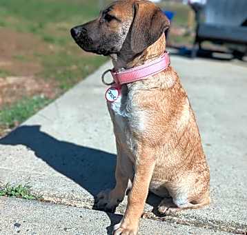 Photo of Grace - Gorgeous Pup!