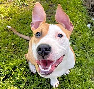 Photo of Tyson