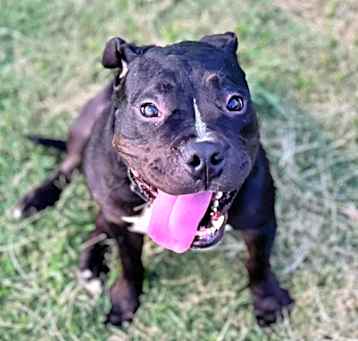 Photo of Molasses