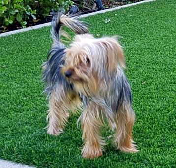 Photo of Louie