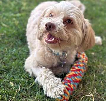 Photo of Oliver