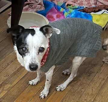 Photo of Petey-Pending
