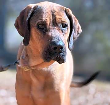 Photo of Talley