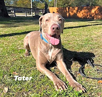 Photo of Tater