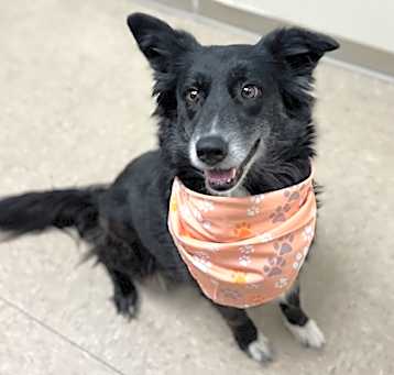 Photo of Katie (IN FOSTER)