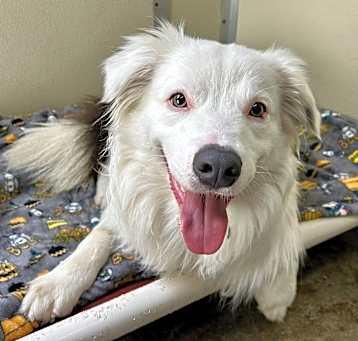Photo of Dodger