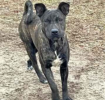 Photo of Brody