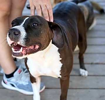 Photo of Maizy