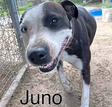 Photo of Juno