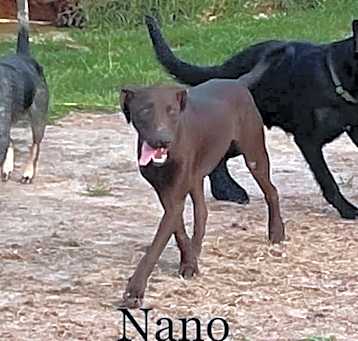 Photo of Nano