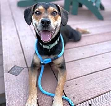 Photo of Orville