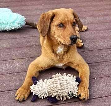 Photo of Chevy (Simpsons Litter)