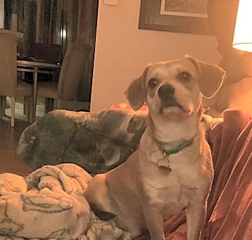Photo of Pedro