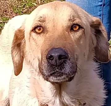 Photo of Layla