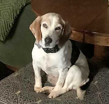 Photo of Molly
