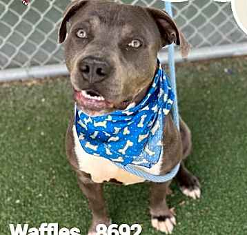 Photo of WAFFLES - see video