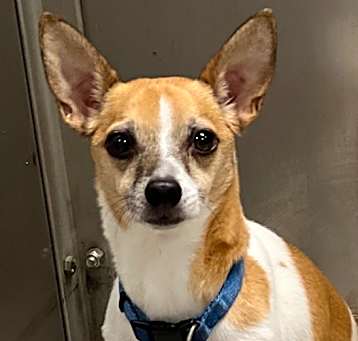 Photo of Lucky