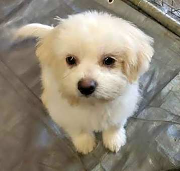 Photo of Gizmo