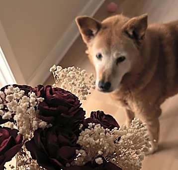 Photo of Momo