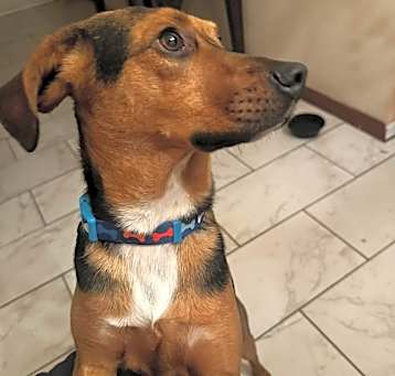 Photo of Hank
