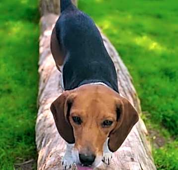 Photo of Charlie