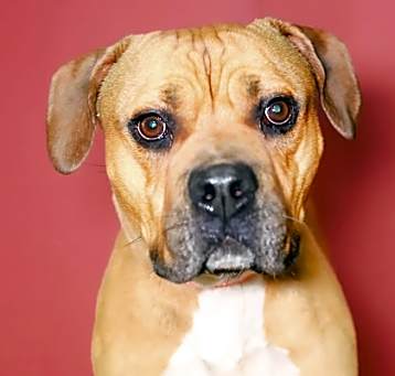 Photo of Bongo*