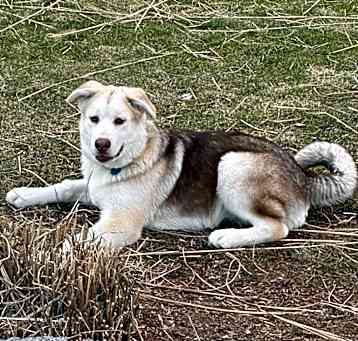 Photo of Polar