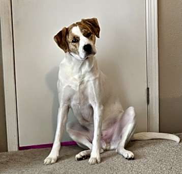 Photo of Opie