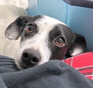 Photo of Penelope