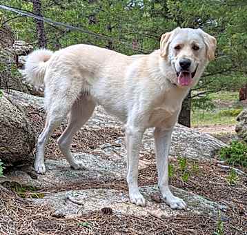 Photo of Bo