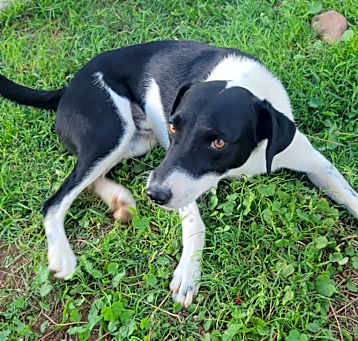 Photo of Koda