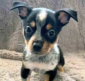 Photo of Petey