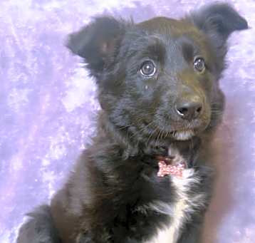Photo of Polly