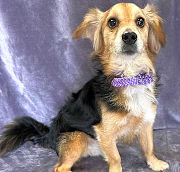 Photo of Boomer