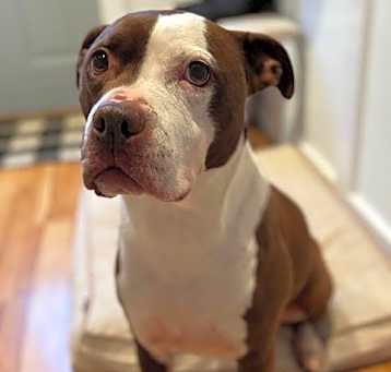 Photo of Gertie