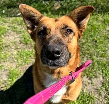 Photo of Sugar