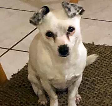 Photo of Tilly (White Dog)