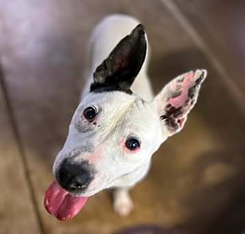 Photo of Oreo (Iggy)
