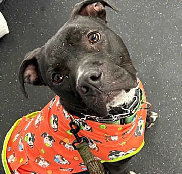 Photo of Shadow