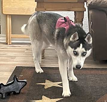 Photo of Koda