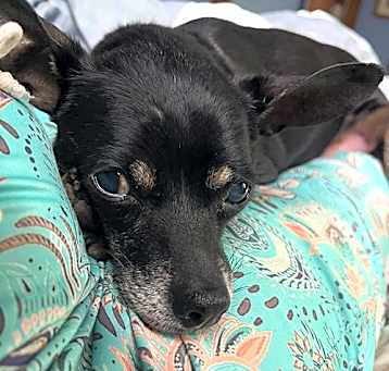 Photo of Black Jack
