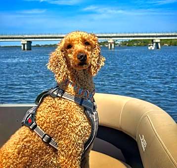Photo of Dexter