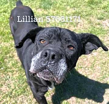 Photo of Lillian