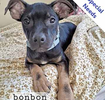 Photo of Bonbon
