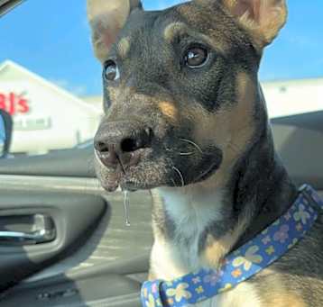 Photo of Sadie Local