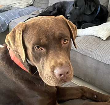 Photo of Tobi
